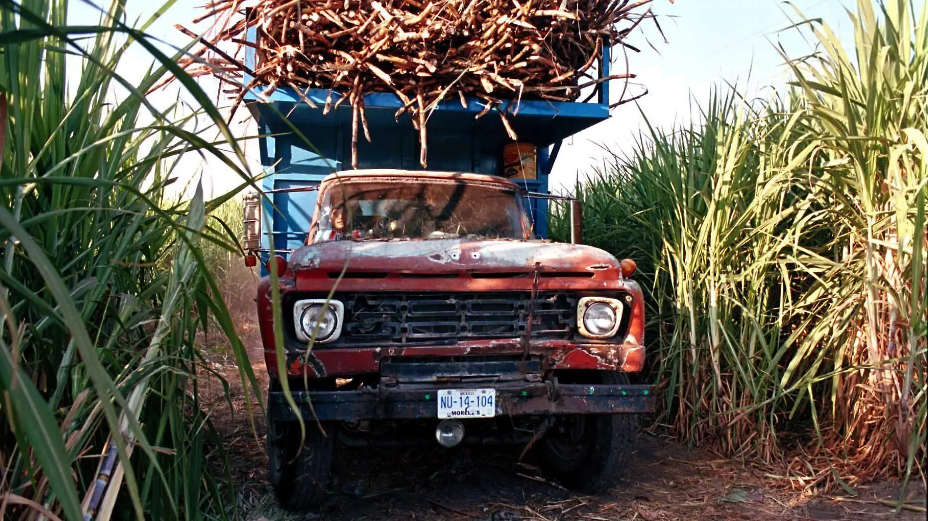 campo azucar CUARTOSCURO